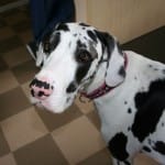 Perdita