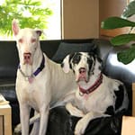 Lilly & Perdita