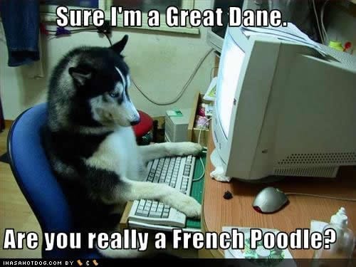 dogchat dogchat