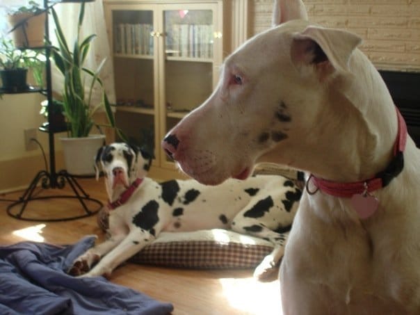 Perdita & Lilly Perdita & Lilly