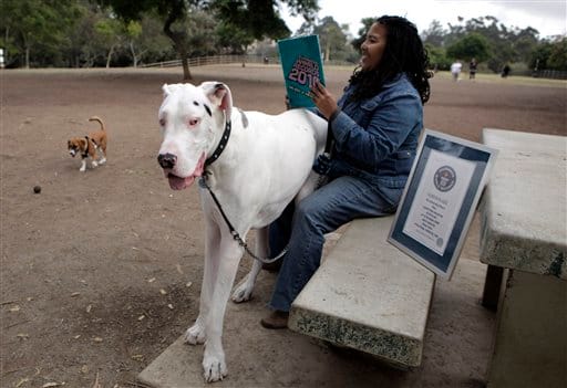 Diana with Titan, World's Tallest Dog This image provided by Guinness World Records on Thursday Nov. 12, 2009 shows the Great Dane, Titan with his owner, Diana Taylor in San Diego. Guinness World Record announces Titan, owned by Diana Taylor of San Diego, as the "World's Tallest Dog" in celebration of Guinness World Records Day. Titan measures 42.25 inches tall. (AP Photo/Guinness World Records, Crissy Pascual)